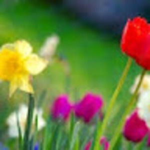 Meet your Posher, Malana